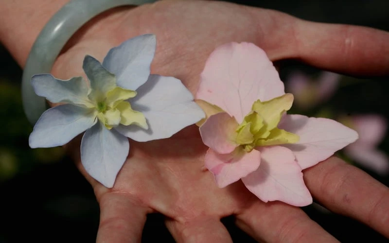 Tuff Stuff Ah-Ha Mountain Hydrangea - 3 Gallon Pot