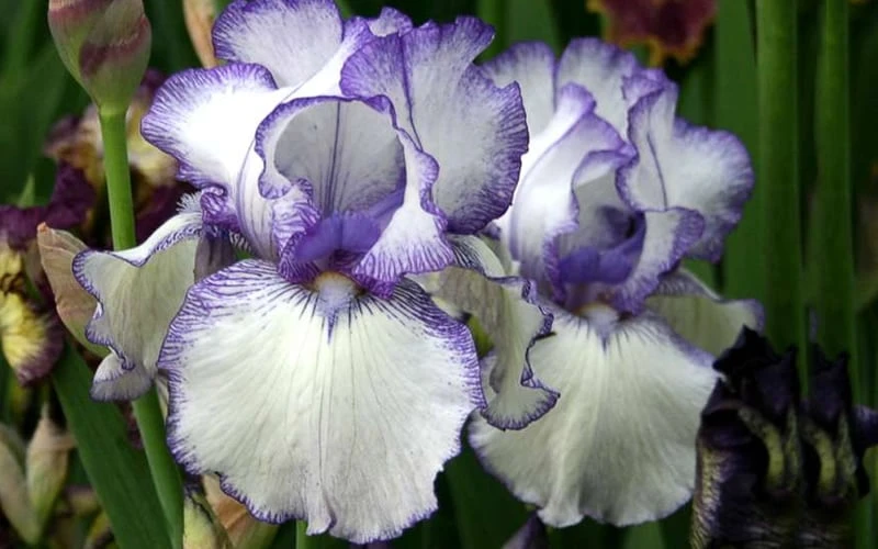 Hemstitched Reblooming Fragrant Bearded Iris- 1 Gallon Pot