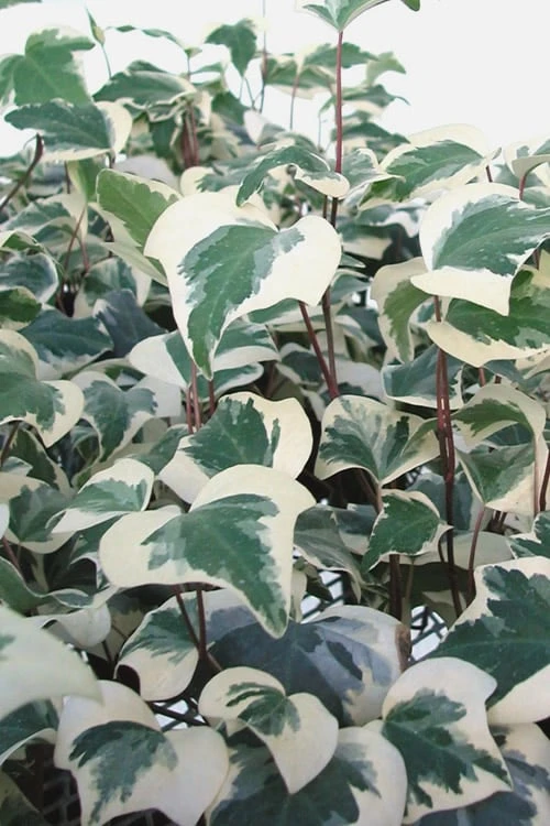 Variegated Algerian Ivy (Hedera algeriensis 'Gloire de Marengo') - 18 Pack of Pint Pots