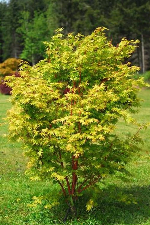 Beni Kawa Coral Bark Japanese Maple - 3 Gallon Pot