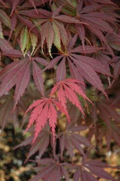 Burgundy Lace Japanese Maple - 5 Gallon Pot