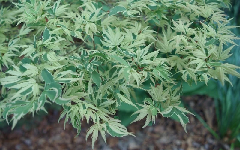 Butterfly Japanese Maple - 5 Gallon Pot