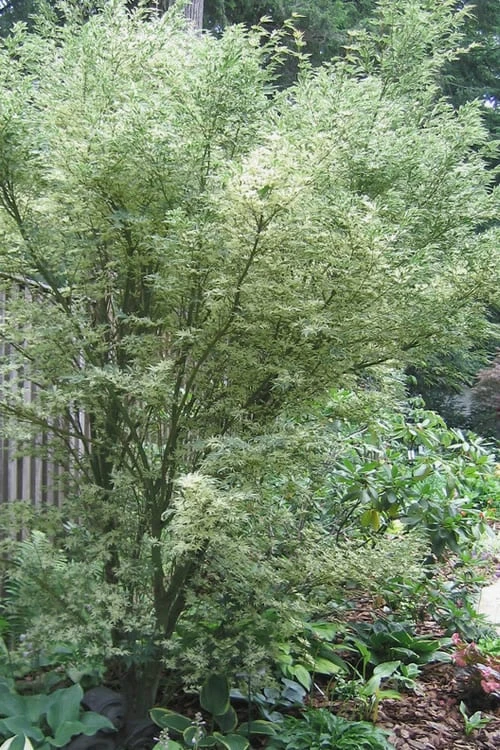 Butterfly Japanese Maple - 5 Gallon Pot