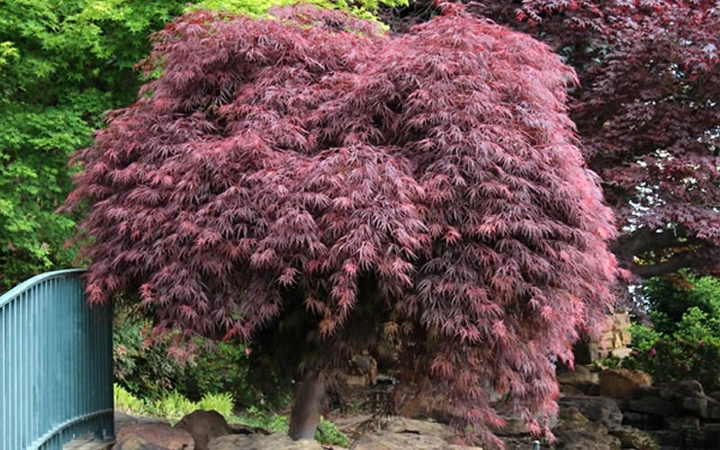 Crimson Queen Dwarf Japanese Maple - 1 Gallon Pot