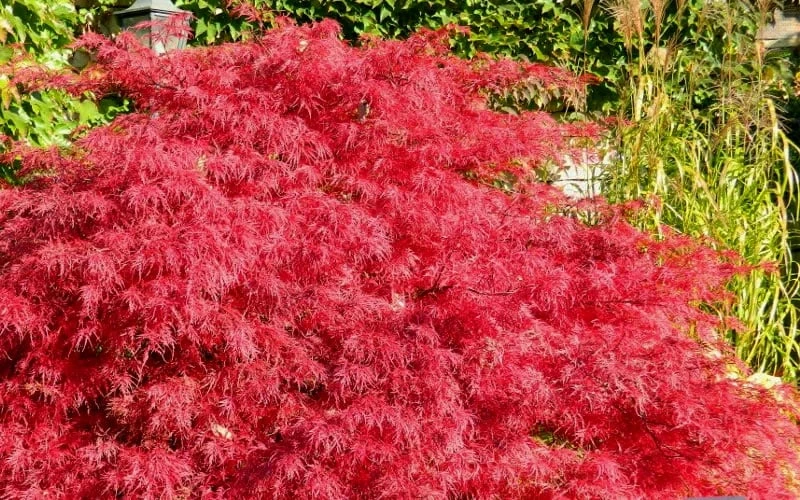 Crimson Queen Dwarf Japanese Maple (High Graft Tree Form) - 2 Gallon Pot