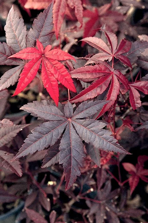 Emperor 1 Japanese Maple - 5 Gallon Pot (4'-5')