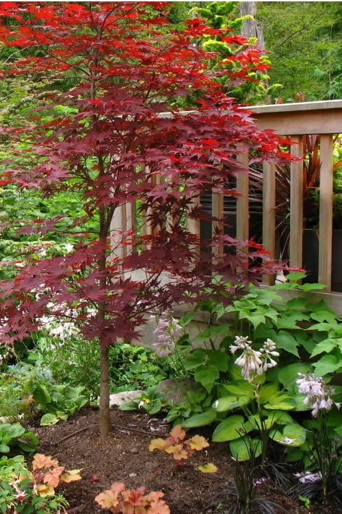 Fireglow Red Leaf Japanese Maple - 5 Gallon Pot (4.5-5.5')