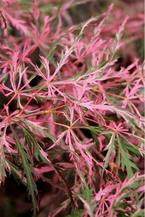Hana Matoi Pink Leaf Japanese Maple - Acer palmatum - 5 Gallon Pot