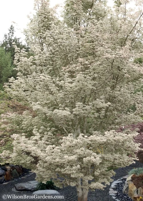 Ukigumo Floating Cloud Ghost Japanese Maple - 7 Gallon Pot