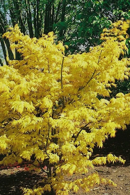 Orange Dream Japanese Maple - 2 Gallon Pot