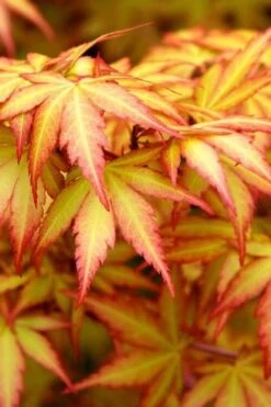 Orange Dream Japanese Maple - 1 Gallon Pot