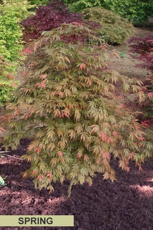 Orange Flame Japanese Maple - 5 Gallon Pot