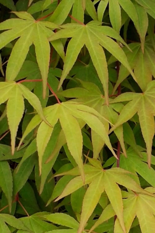 Osakazuki Japanese Maple - 2 Gallon Pot