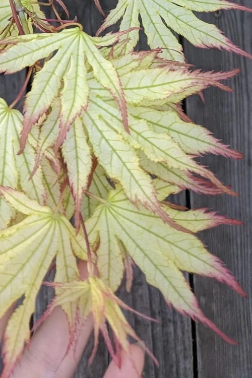 Peaches And Cream Japanese Maple - 3 Gallon Pot