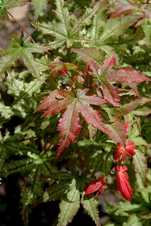 Peaches And Cream Japanese Maple - 3 Gallon Pot