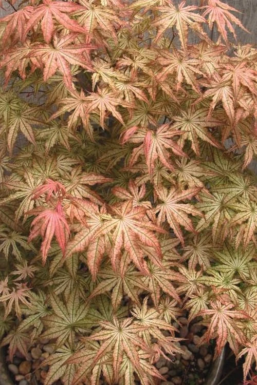 Peaches And Cream Japanese Maple - 3 Gallon Pot
