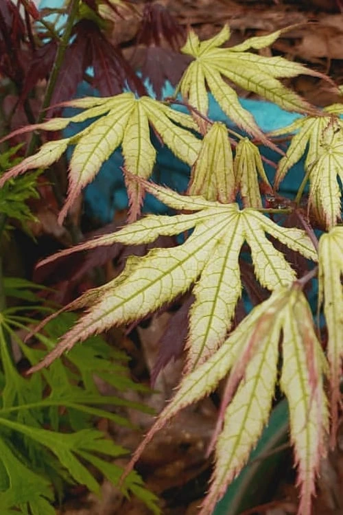 Peaches And Cream Japanese Maple - 3 Gallon Pot