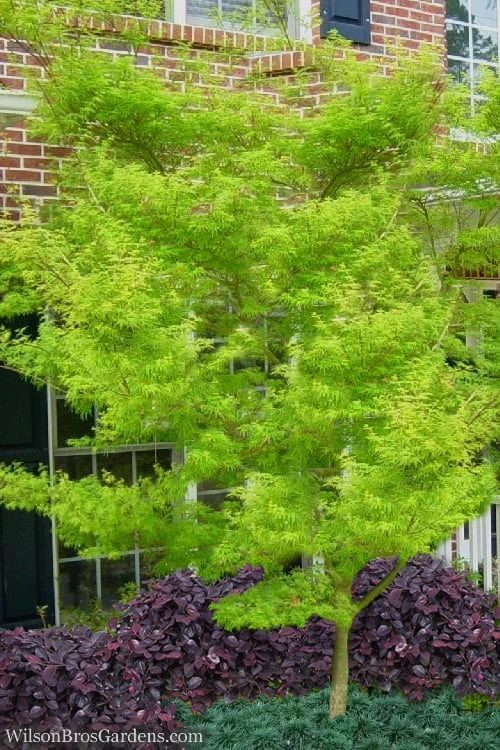 Seiryu Japanese Maple - 2 Gallon Pot