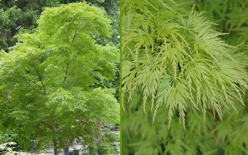 Seiryu Japanese Maple - 2 Gallon Pot