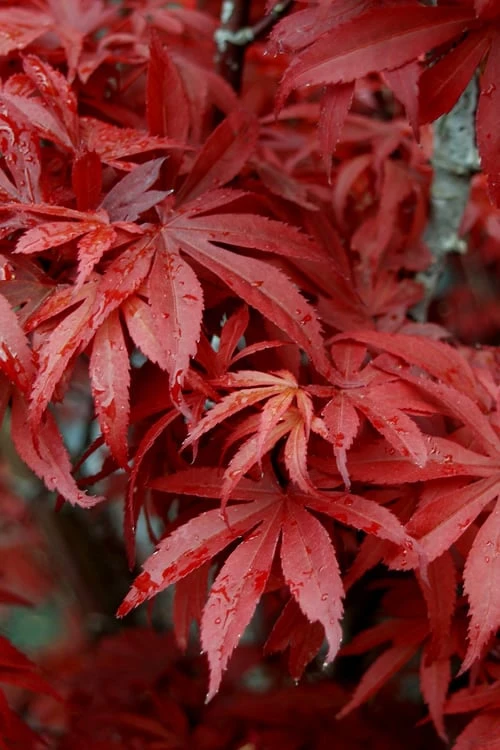 Skeeter's Broom Japanese Maple - 1 Gallon Pot