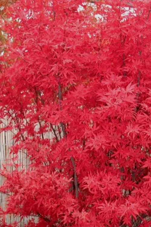 Skeeter's Broom Japanese Maple - 3 Gallon Pot