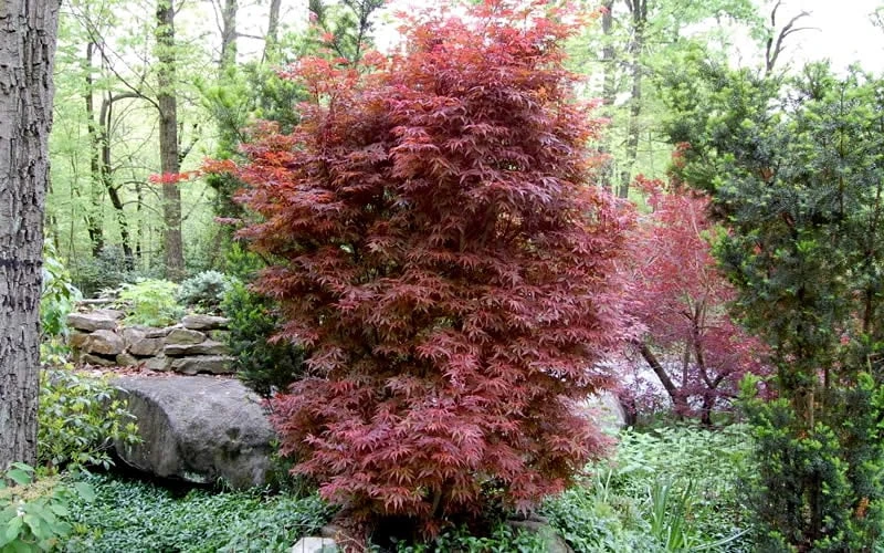 Skeeter's Broom Japanese Maple - 1 Gallon Pot