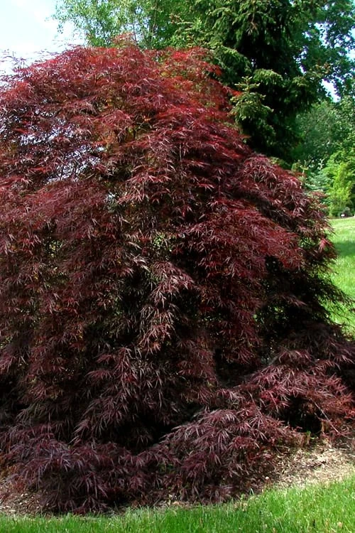 Tamukeyama Dwarf Red Japanese Maple - 5 Gallon Pot