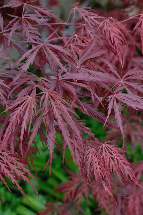 Tamukeyama Dwarf Red Japanese Maple - 5 Gallon Pot