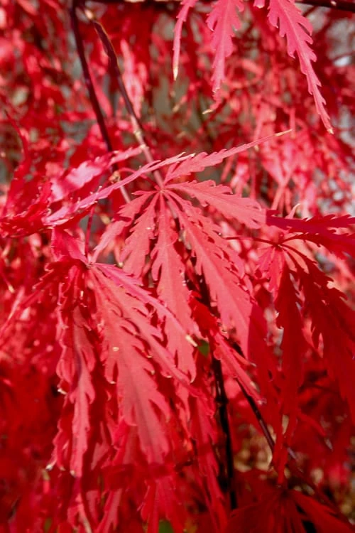 Tamukeyama Dwarf Red Japanese Maple - 5 Gallon Pot