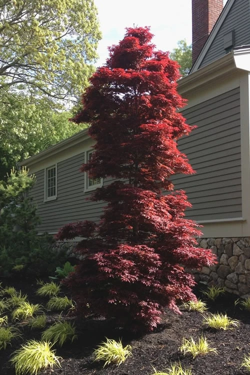 Twombly's Red Sentinel Japanese Maple - 5 Gallon Pot (4-5')