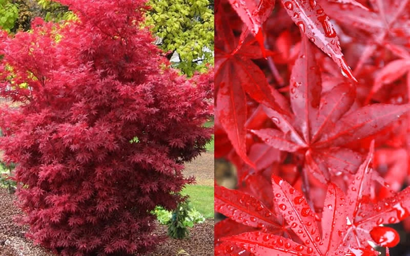 Twombly's Red Sentinel Japanese Maple - 5 Gallon Pot (4-5')