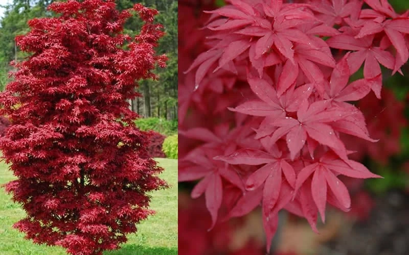 Twombly's Red Sentinel Japanese Maple - 5 Gallon Pot (4-5')