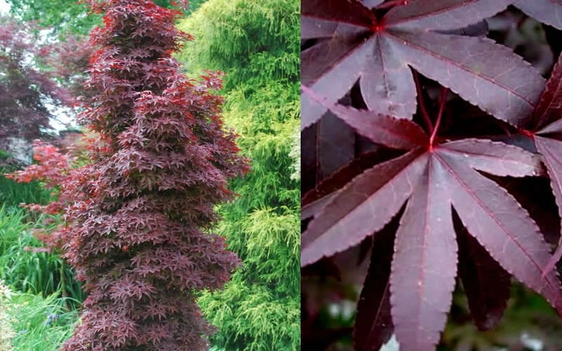 Twombly's Red Sentinel Japanese Maple - 5 Gallon Pot (4-5')