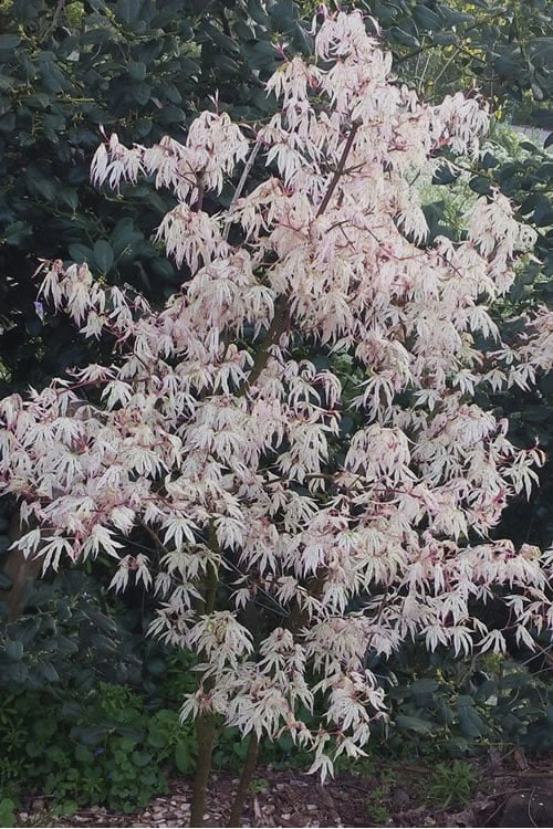 Ukigumo Floating Cloud Ghost Japanese Maple - 7 Gallon Pot