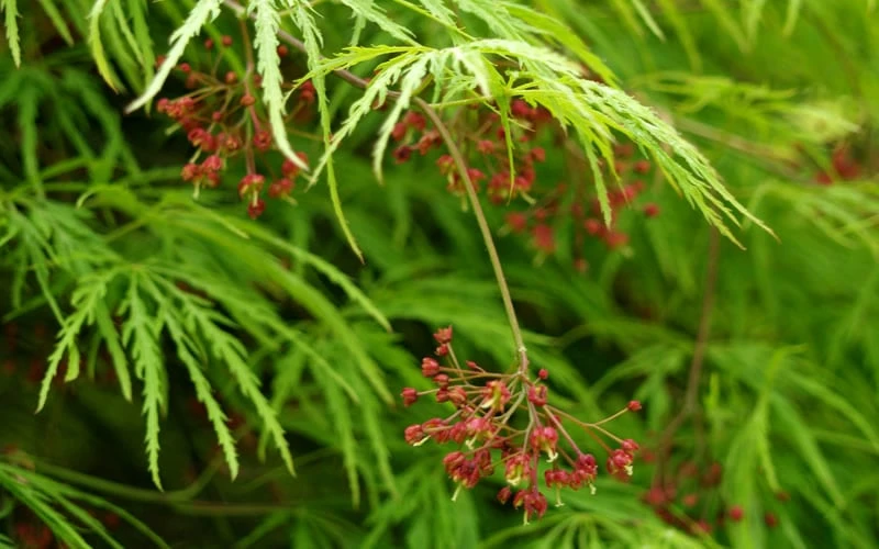 Viridis Dwarf Green Japanese Maple - 5 Gallon Pot