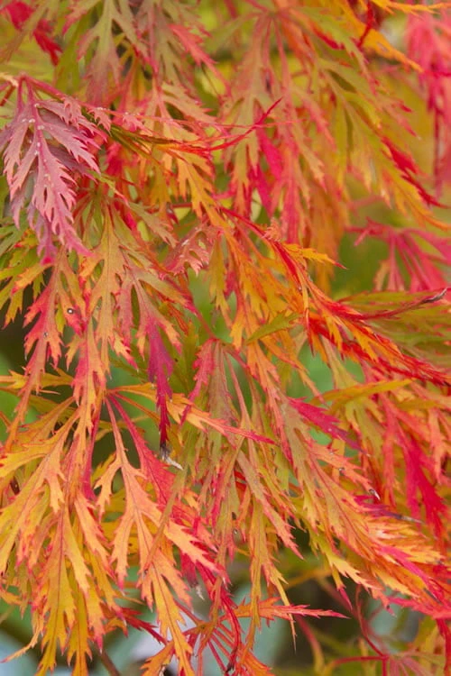 Viridis Dwarf Green Japanese Maple - 5 Gallon Pot