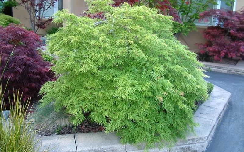 Viridis Dwarf Green Japanese Maple - 5 Gallon Pot