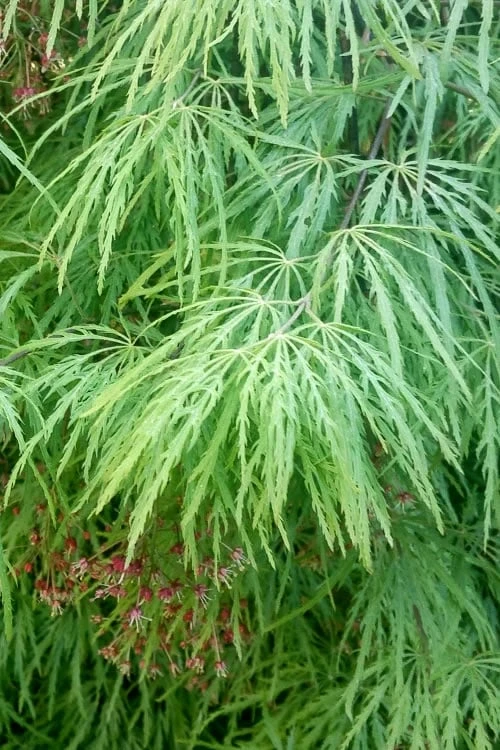Viridis Dwarf Green Japanese Maple - 5 Gallon Pot