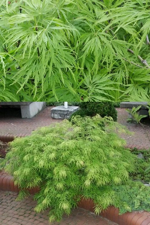 Viridis Dwarf Green Japanese Maple - 5 Gallon Pot