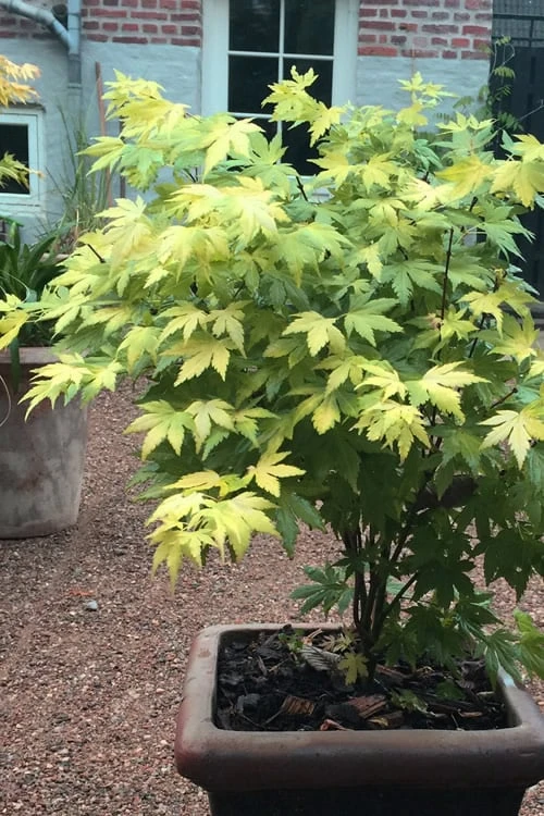 Orange Dream Japanese Maple - 2 Gallon Pot