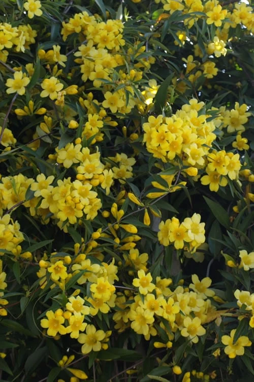 Duet Yellow Jasmine (Jessamine) - 2 Gallon Pot
