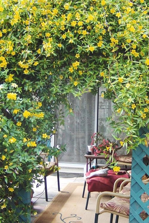 Duet Yellow Jasmine (Jessamine) - 2 Gallon Pot