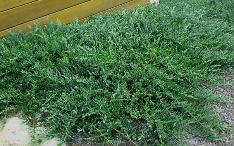 Blue Sargent Juniper - 3 Gallon Pot