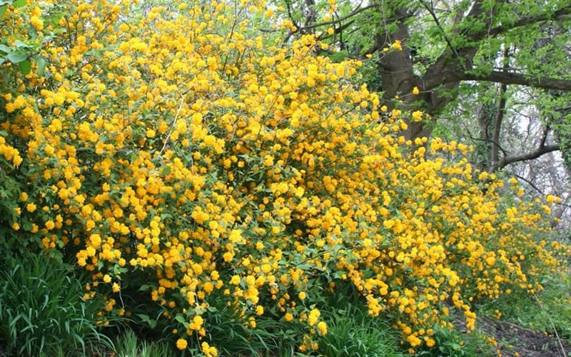Japanese Marigold Bush - Kerria japonica 'Pleniflora' - 2.5 Quart Pot