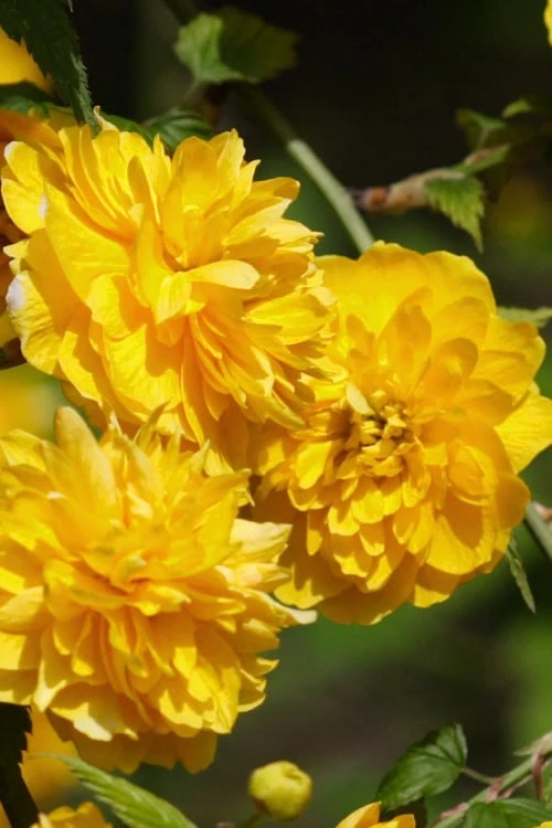 Japanese Marigold Bush - Kerria japonica 'Pleniflora' - 2.5 Quart Pot