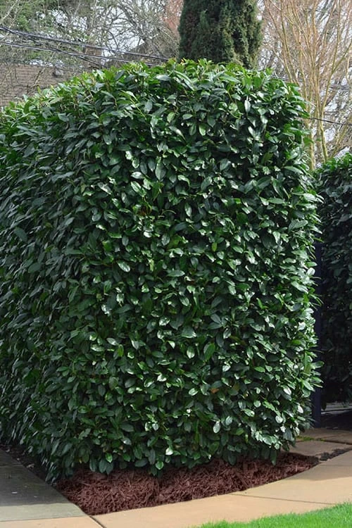 Schip Laurel (Prunus laurocersasus 'Schipkaensis') - 2 Gallon Pot