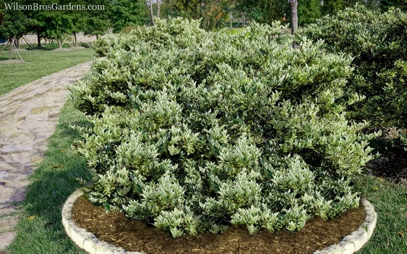Jack Frost Ligustrum (Privet) - 3 Gallon Pot