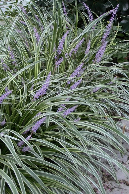 Silvery Sunproof Variegated Liriope - Lilyturf - 1 Gallon Pot