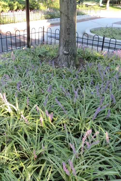 Variegated Liriope - Monkey Grass / Lilyturf - 10 Pack of Pint Pots