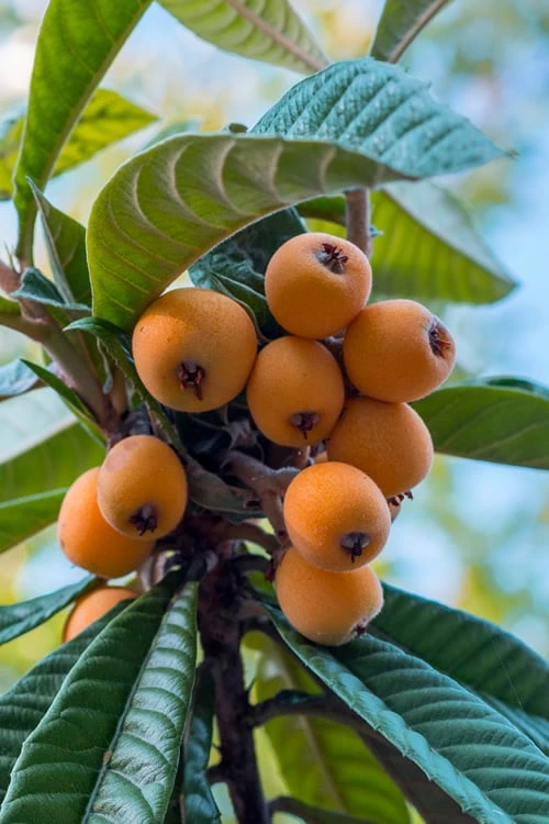 Loquat Tree - Eriobotrya japonica - 5 Gallon Pot